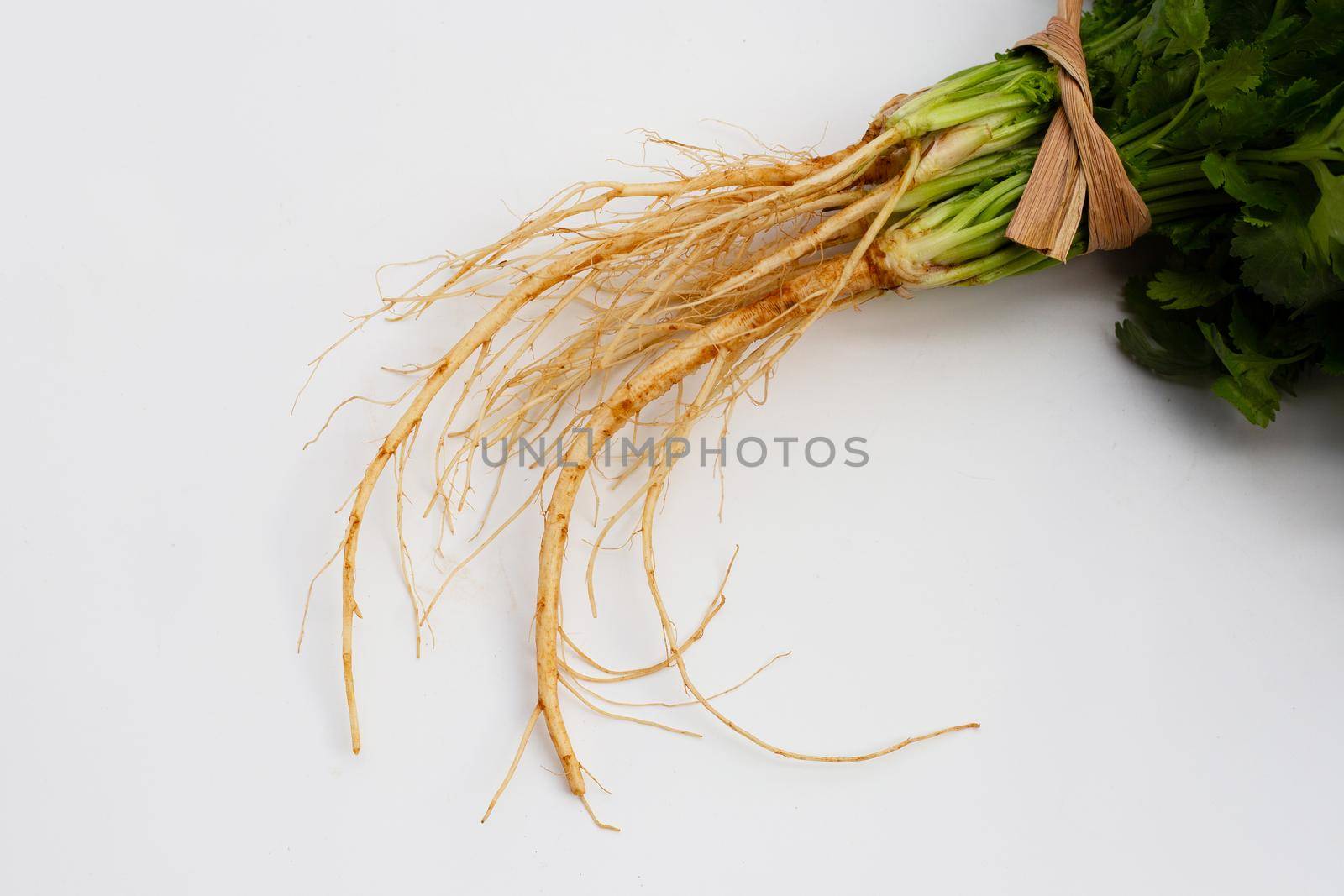Fresh coriander root on white background.