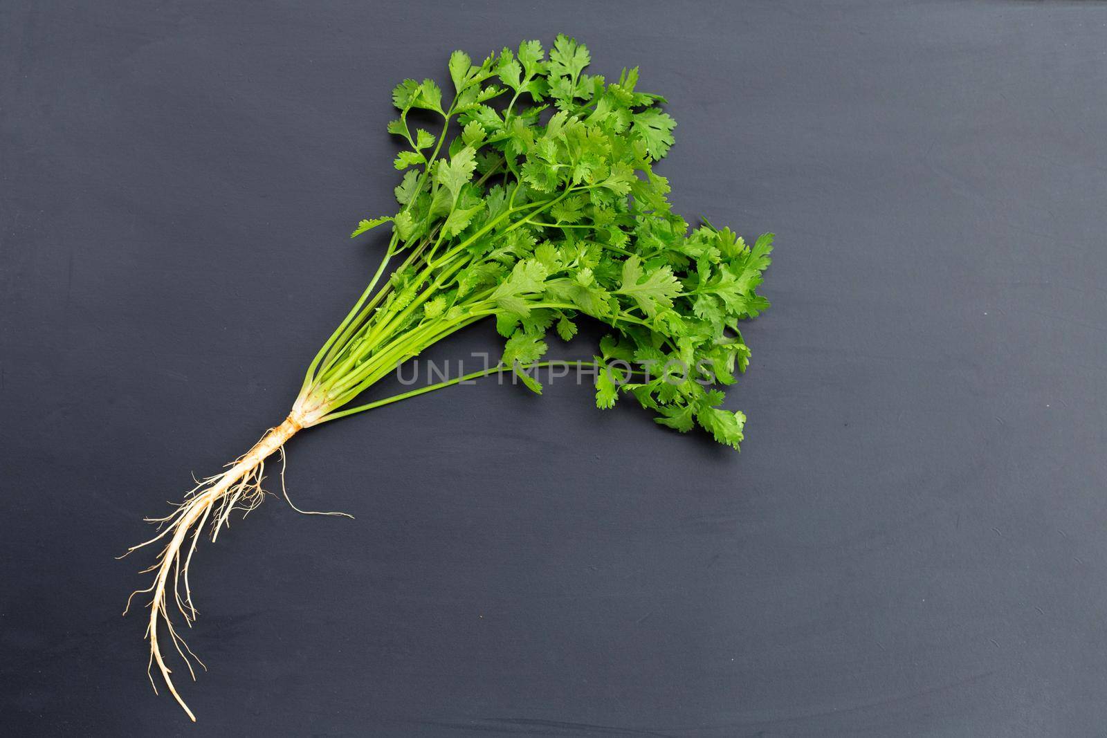 Fresh coriander on dark background.