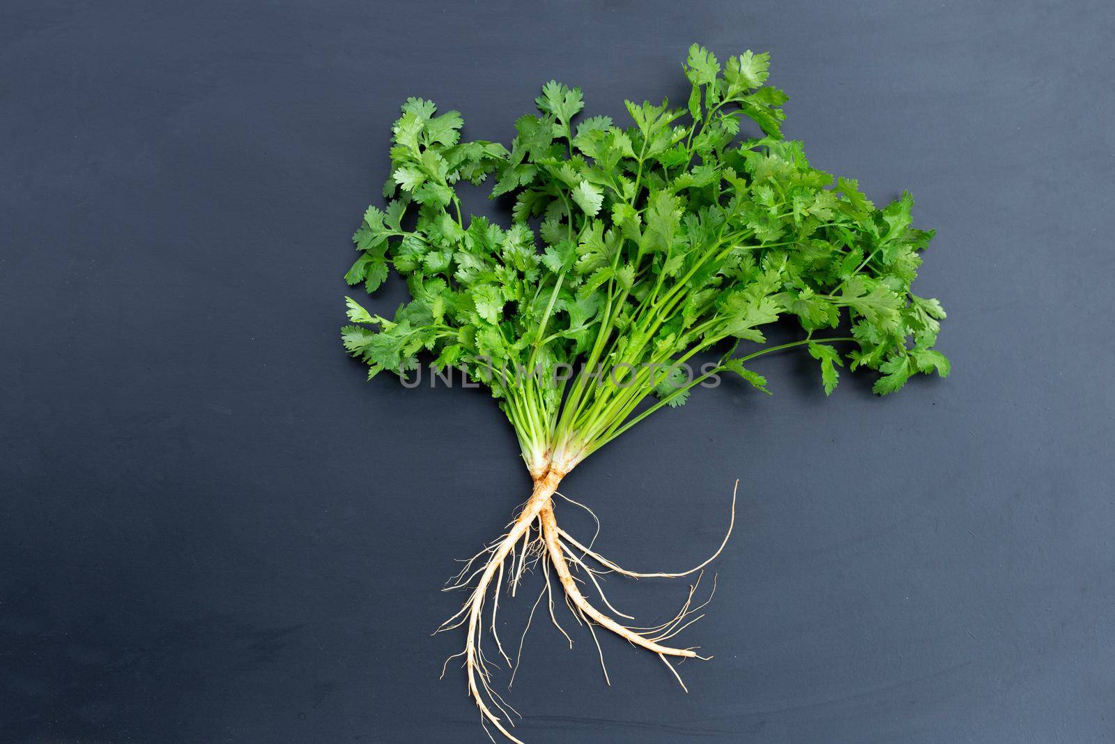 Fresh coriander on dark background.