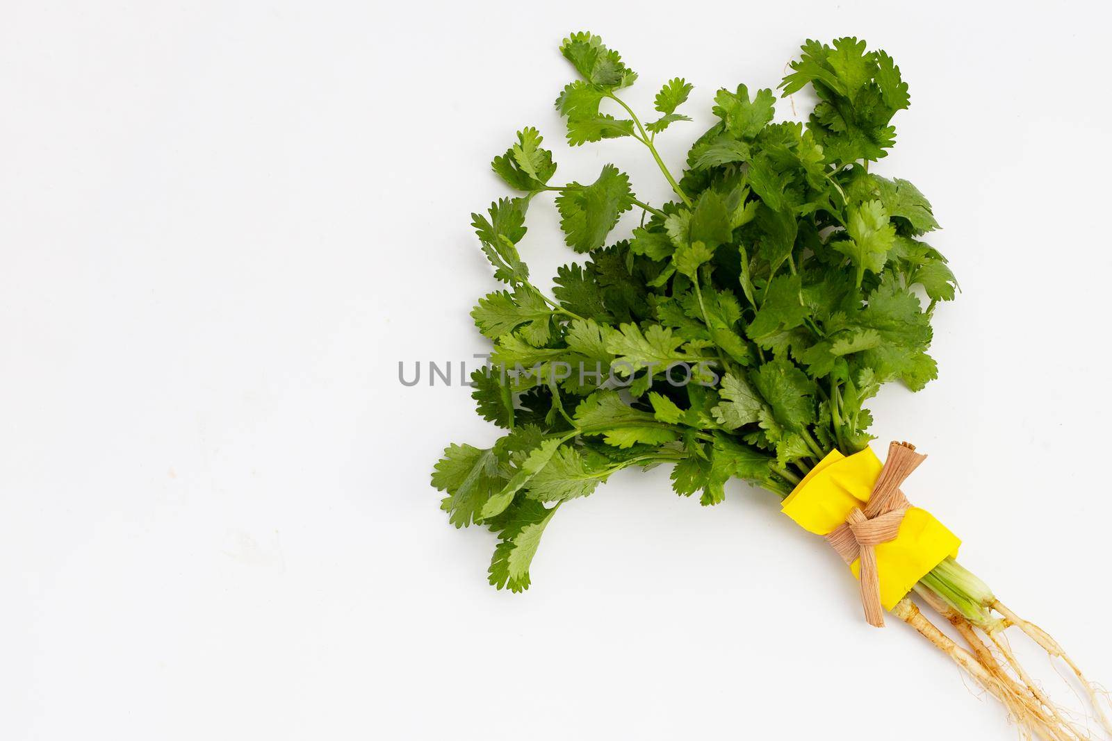 Fresh coriander on white background.