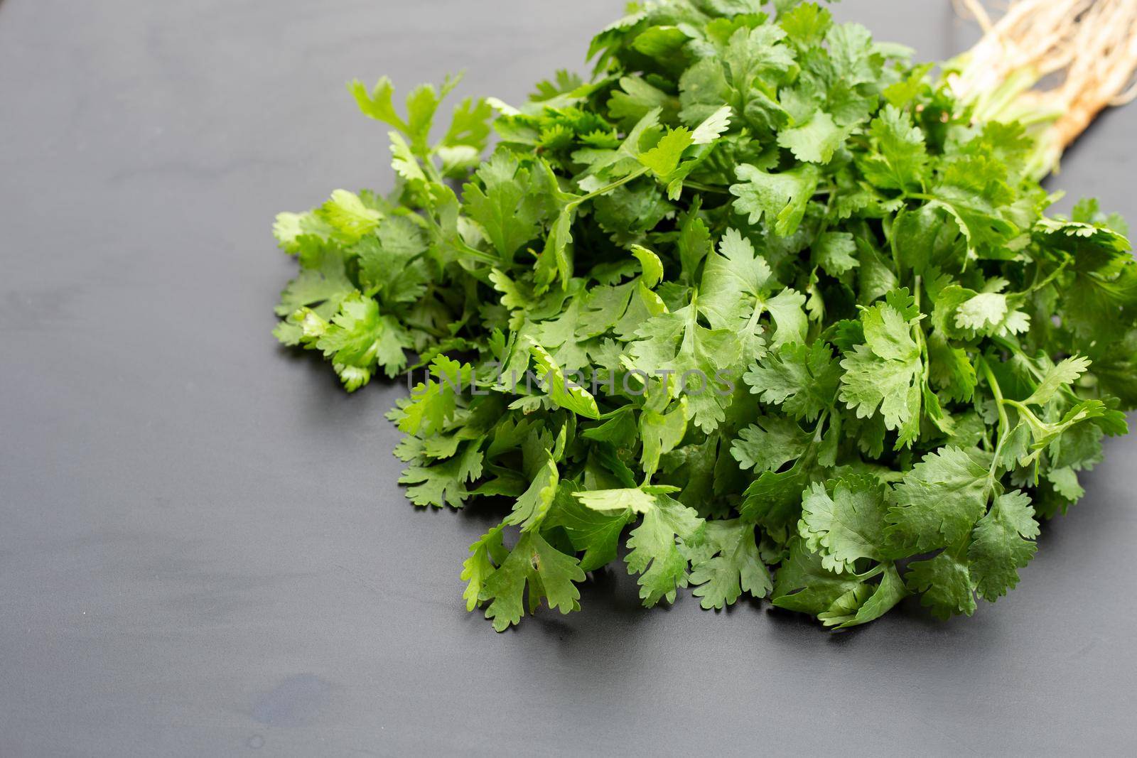 Fresh coriander on dark background.