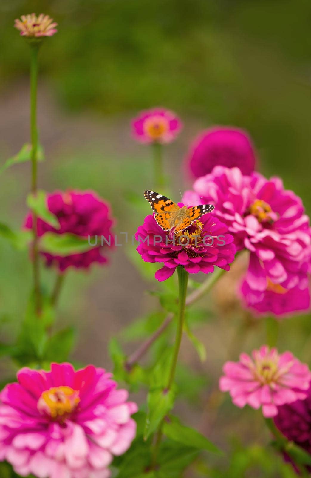 Closed up Butterfly on flower -Blur flower background. by aprilphoto