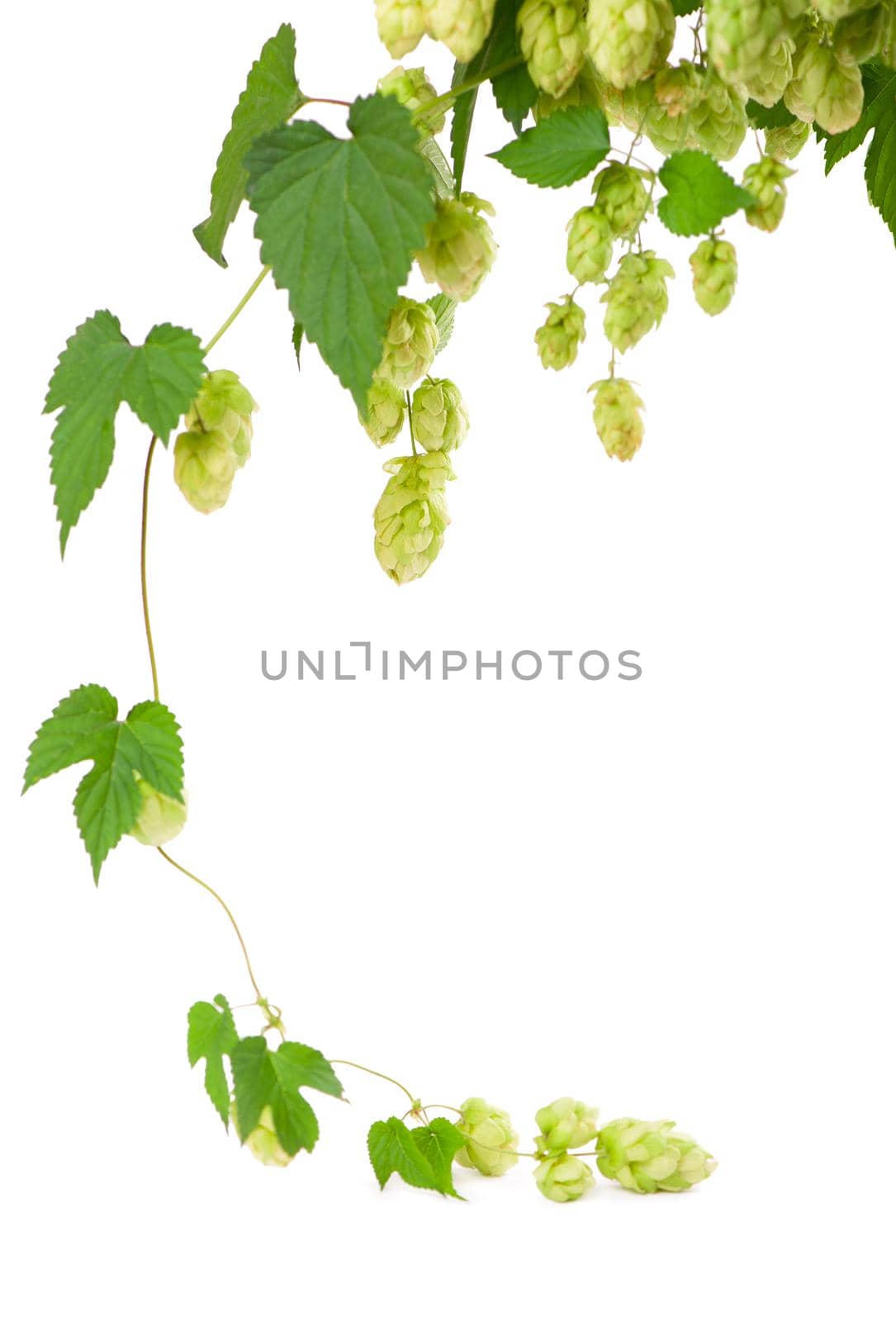 Fresh green hop branch, isolated on a white background. Hop cones for making beer and bread. by aprilphoto