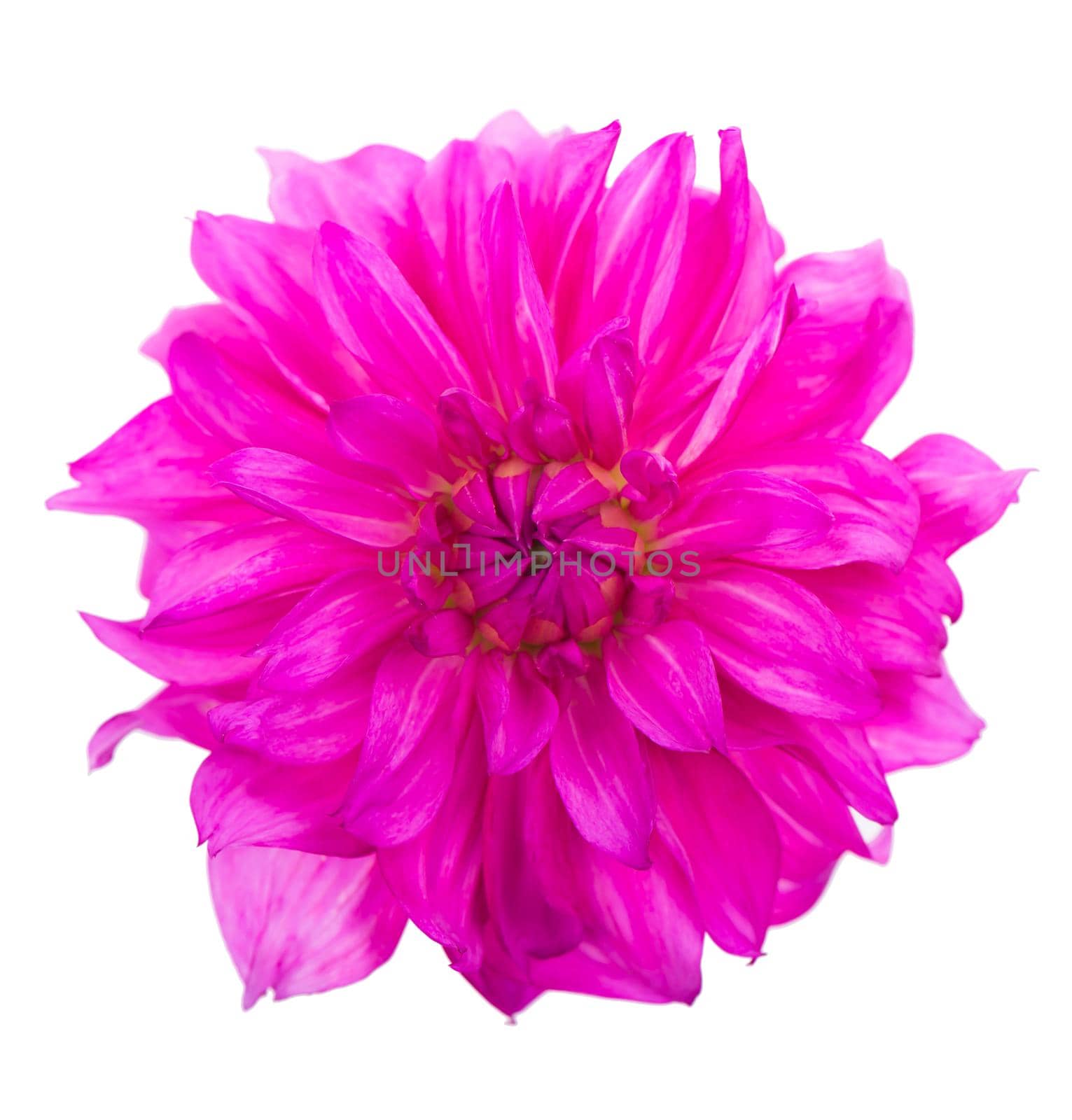 Deautiful flower of pink dahlia isolated on a white background by aprilphoto