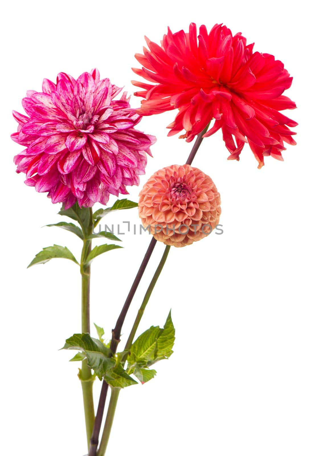 Deautiful flower dahlia isolated on a white background