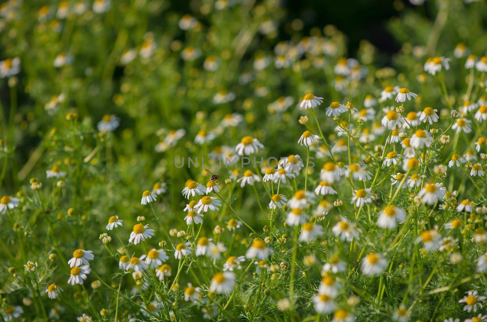 Chamomile field flowers border. Beautiful nature scene with blooming medical chamomilles in sun flare. Alternative medicine Spring Daisy. Summer flowers. Beautiful meadow. Summer background