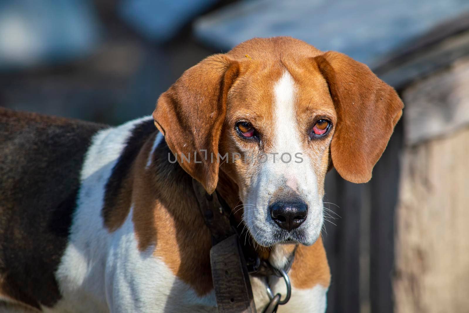 Estonian Hound dog outdoor portrait at cloudy day