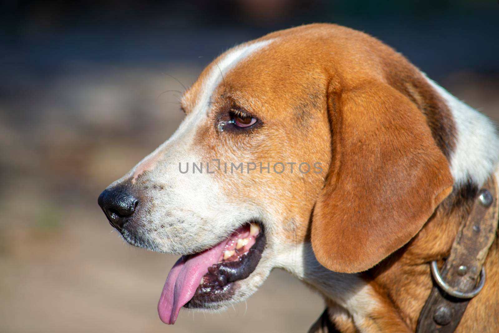 Estonian Hound dog outdoor portrait at cloudy day