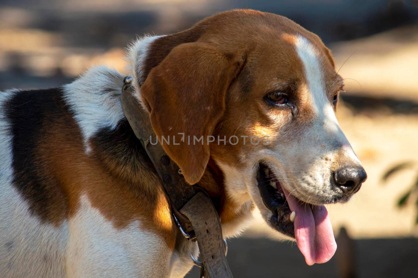 Estonian Hound dog outdoor portrait at cloudy day