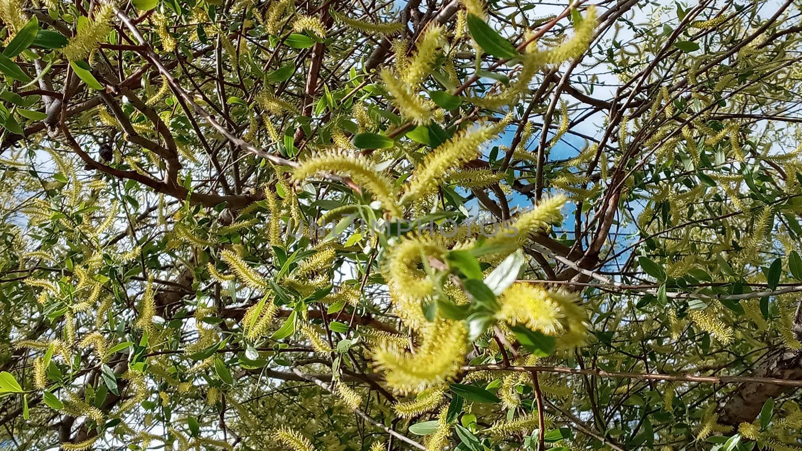 Close-up, brush of willow in early spring. Yellow stamens on the branches. Background, pattern natural.