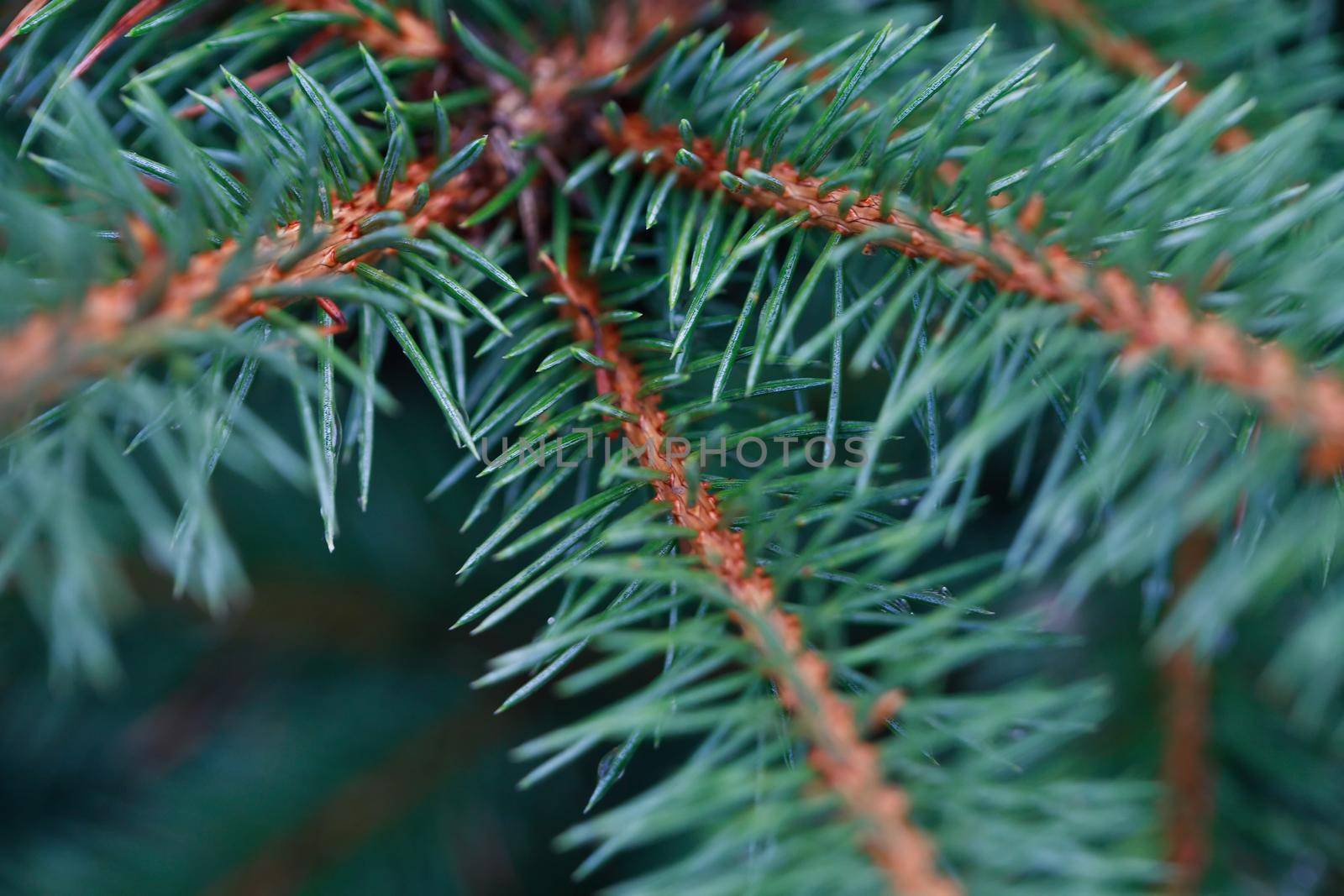 Extreme closep of nice freshness green fir tree twig