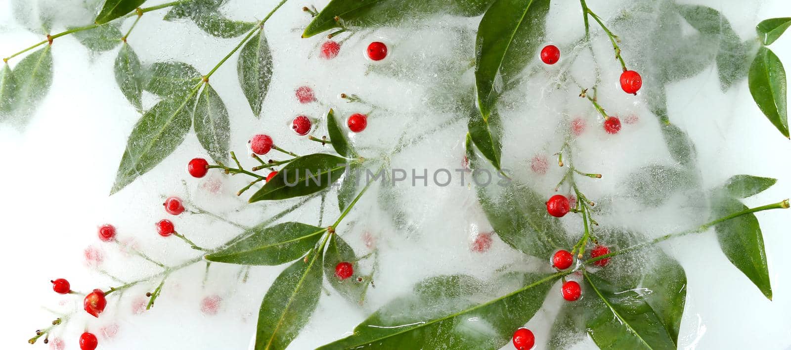 Frozen flowers. Japanese bamboo with red berries, top view. Beautiful flowers arrangement
