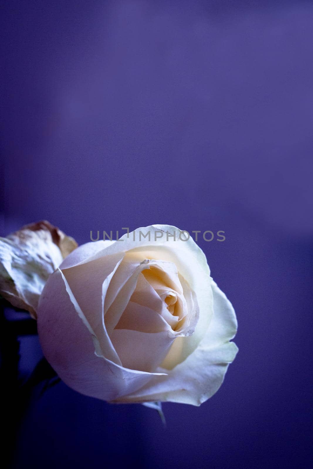 Yellow rose bud on dark background. Sad scene