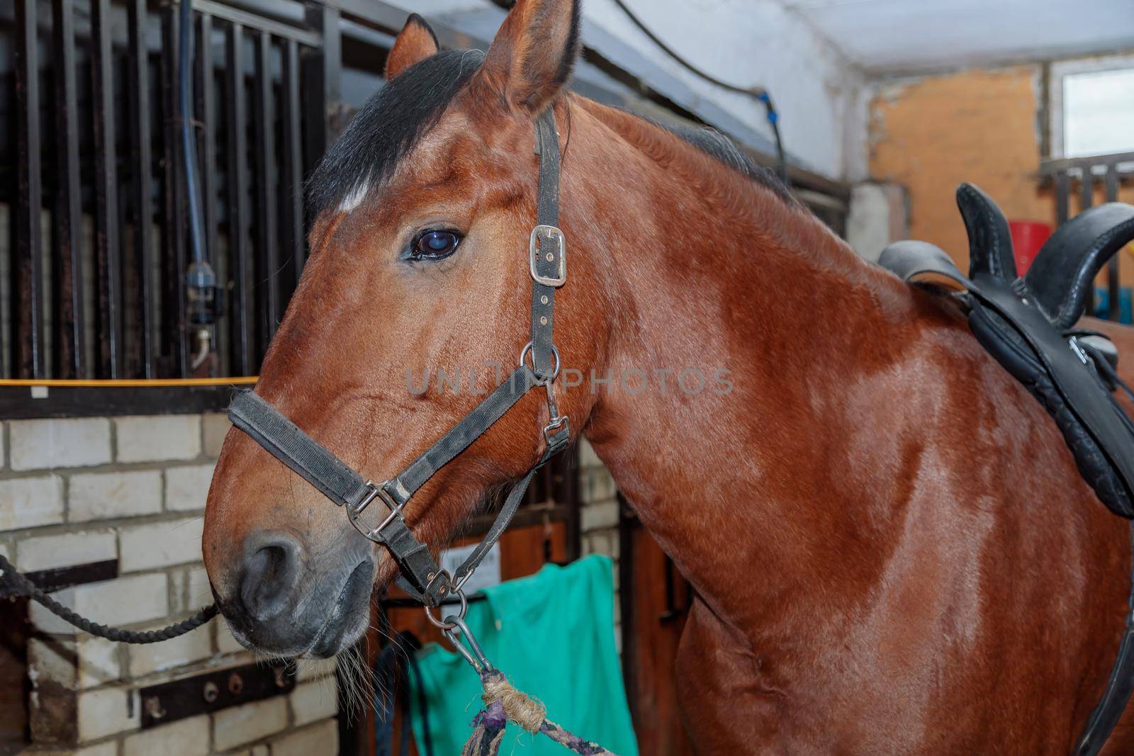 Close up portrait of a beautiful horse in a stable. Brown color