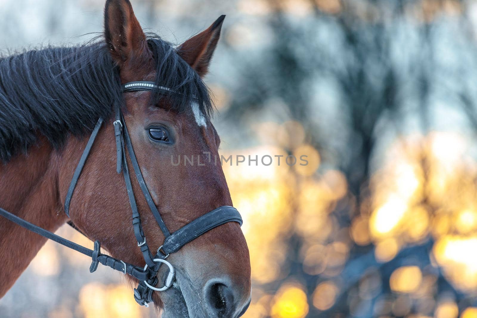 Close up portrait of a horse in winter at sunset. Brown color. Steam from the mare's nostrils