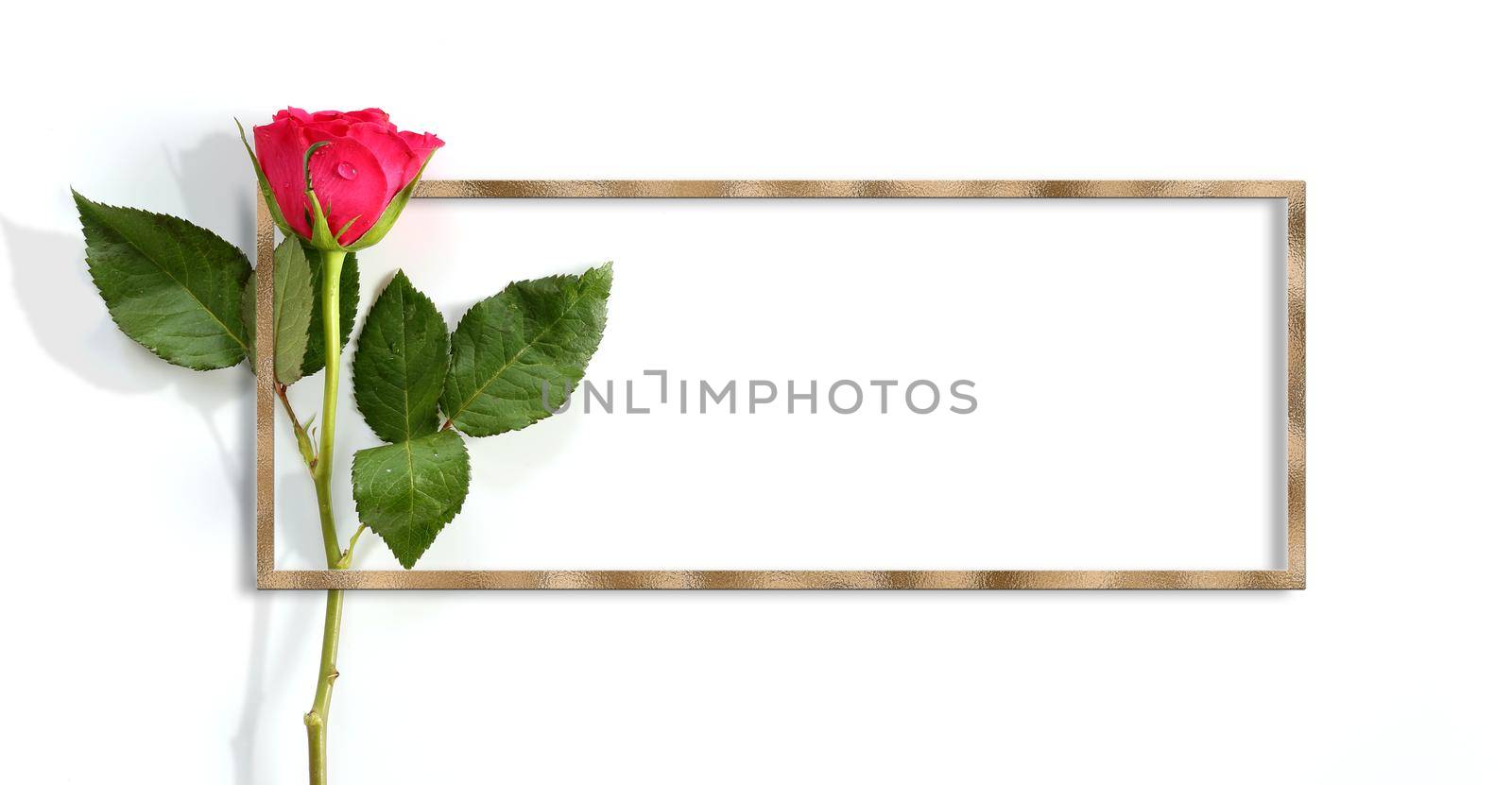 Single rose on white background by NelliPolk