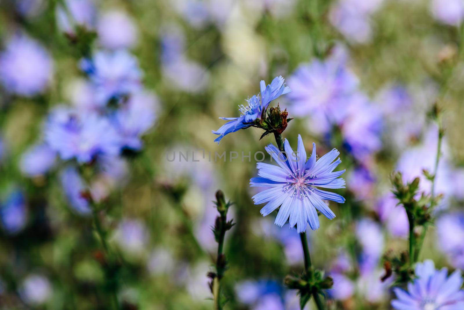 Flower of common chicory at the summer day