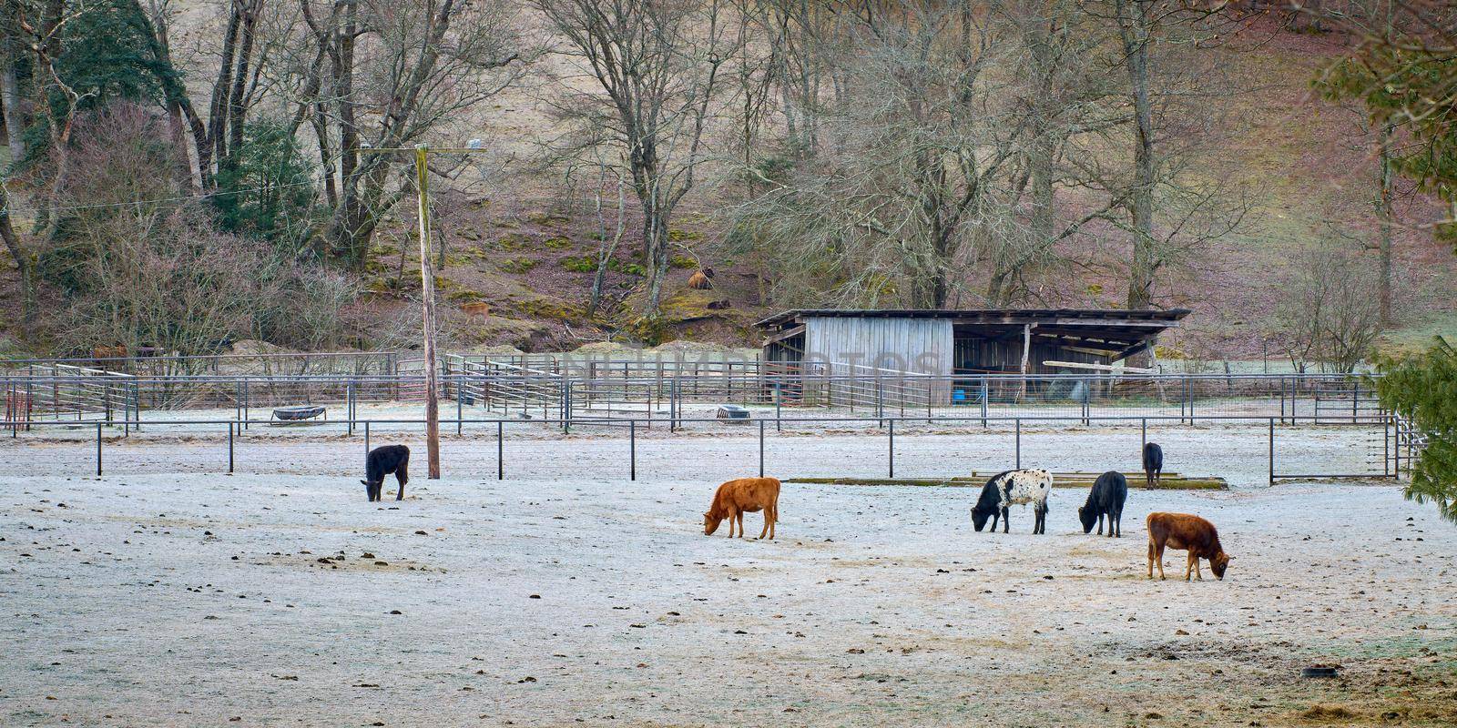 Cows grazing early morning on frost covered grass.