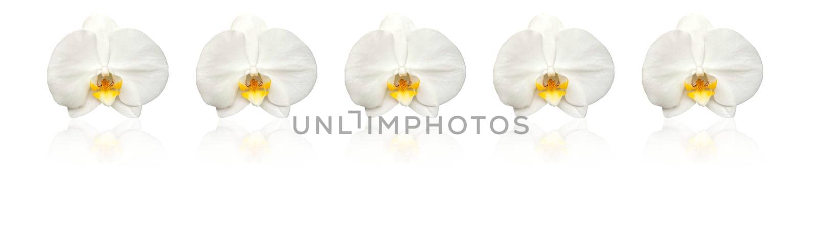 Large white Orchid flowers in the panoramic image. Panorama, banner with large colors with a mirror image. by Alina_Lebed