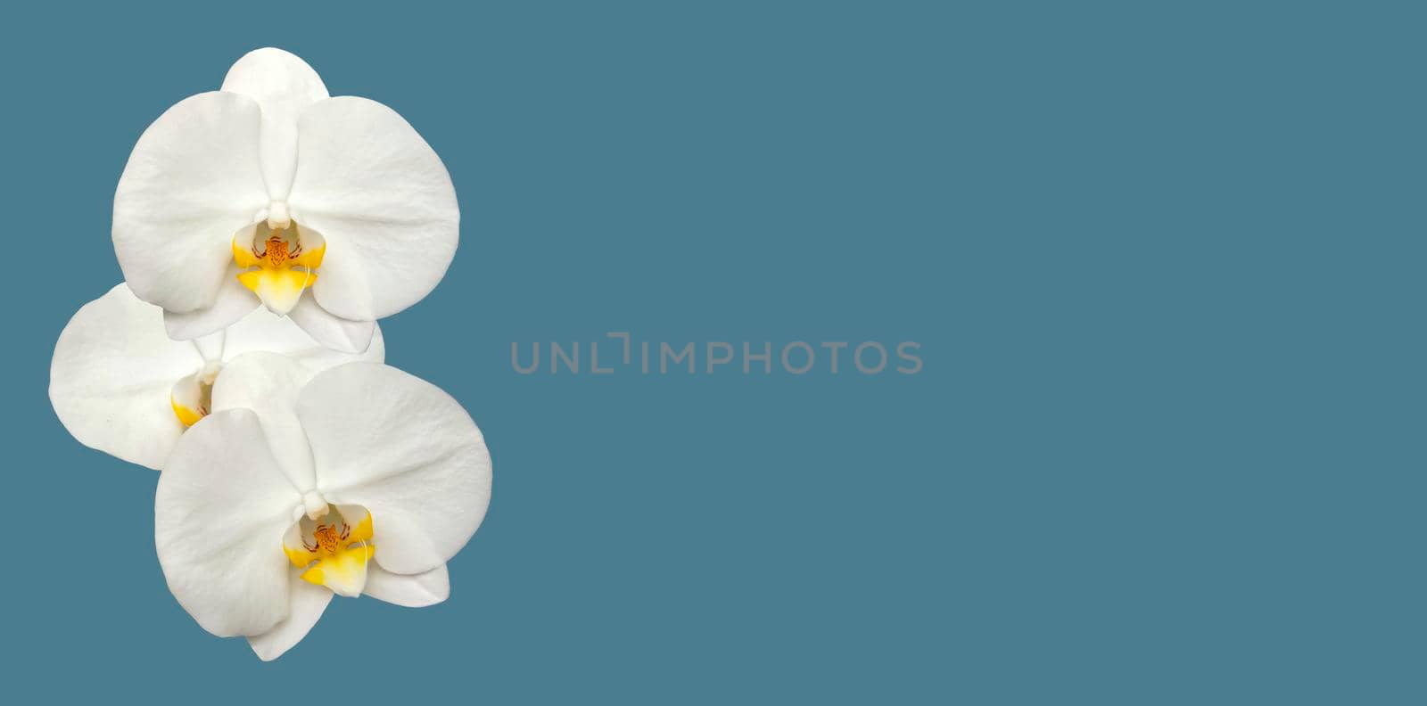 Large white Orchid flowers in the panoramic image. Panorama, a banner with space for text or insertion. White flowers on a blue background.  by Alina_Lebed