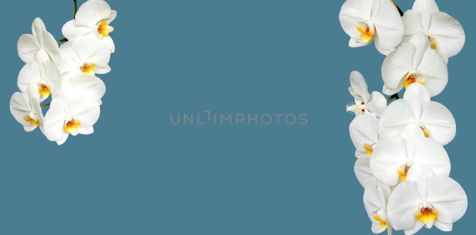 Large white Orchid flowers in the panoramic image. Panorama, a banner with space for text or insertion. White flowers on a blue background. Concept, layout.  