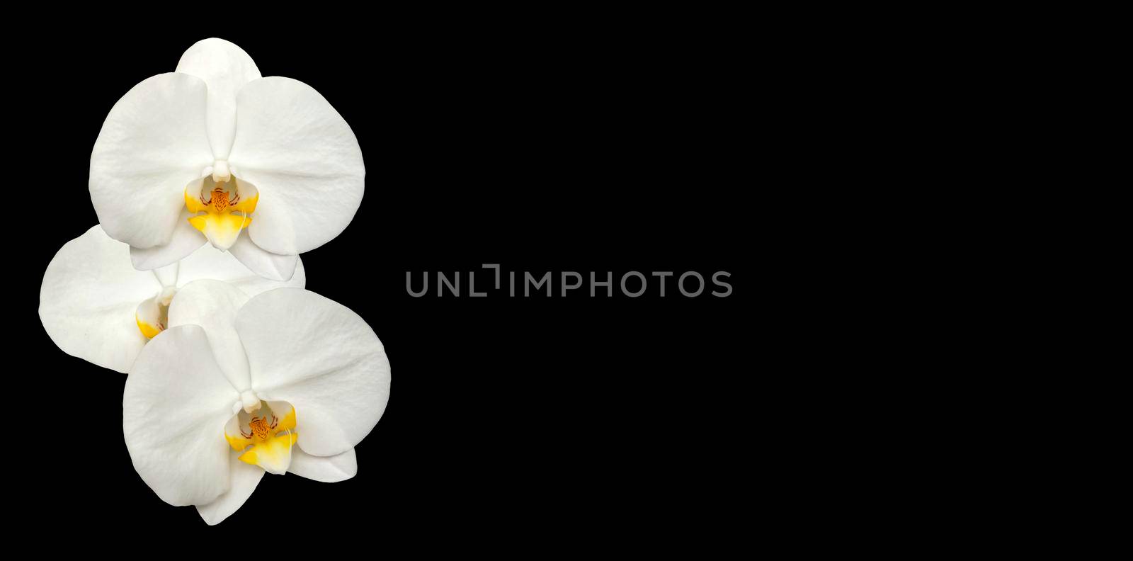 Large white Orchid flowers in the panoramic image. Panorama, a banner with space for text or insertion. White flowers on a black background.  by Alina_Lebed