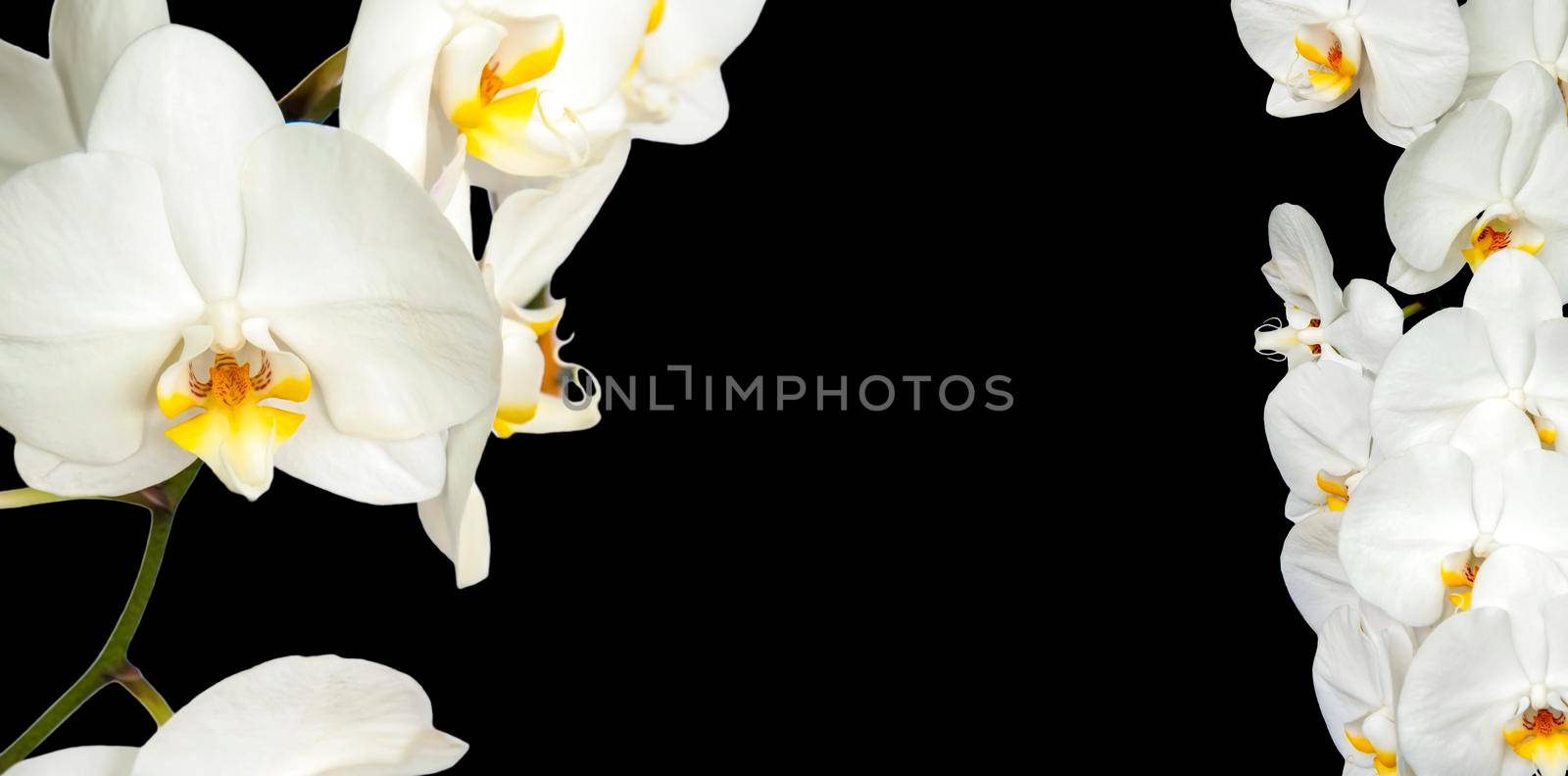 Large white Orchid flowers in the panoramic image. Panorama, a banner with space for text or insertion. White flowers on a black background. Concept, layout 