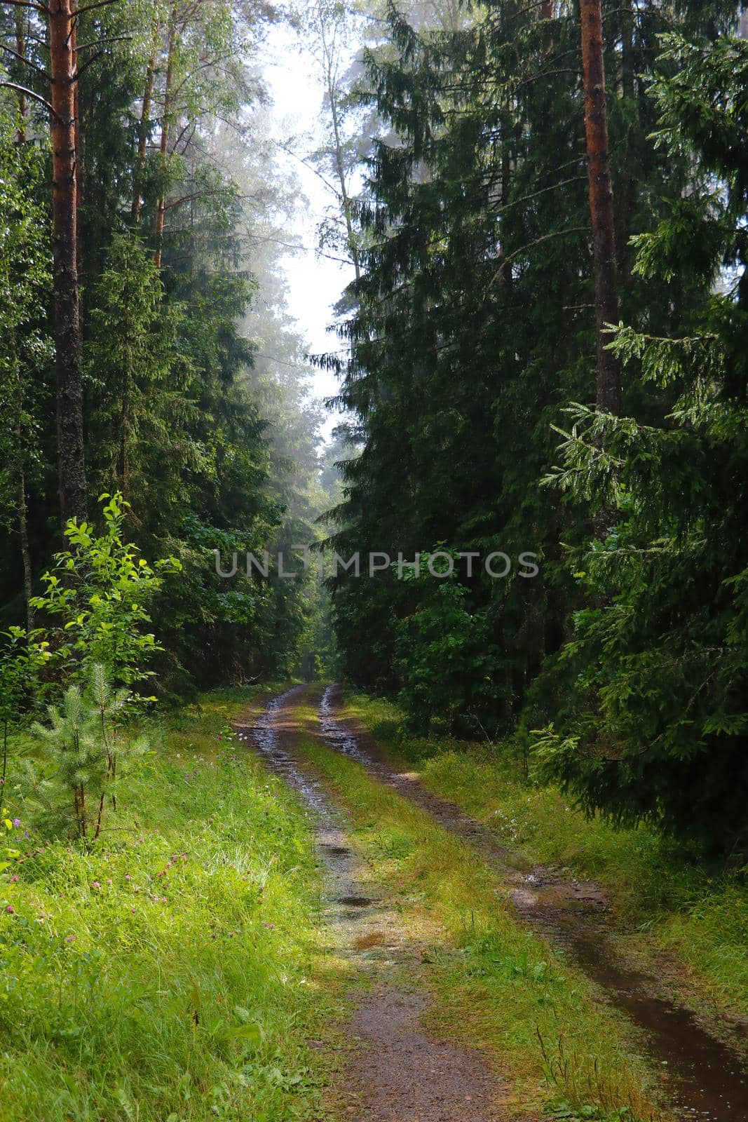 Wet forest road along green trees after rain