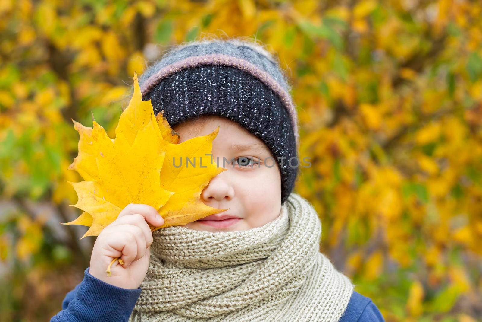 Autumn mood. The boy is holding yellow maple leaves that cover part of his face so that only one eye is visible. Autumn portrait of a child in a knitted hat. Sight.   