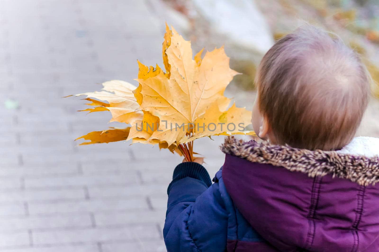 A bouquet of maple leaves in the hand of a child who is walking through the Park. Maple leaf. A child with a bouquet.