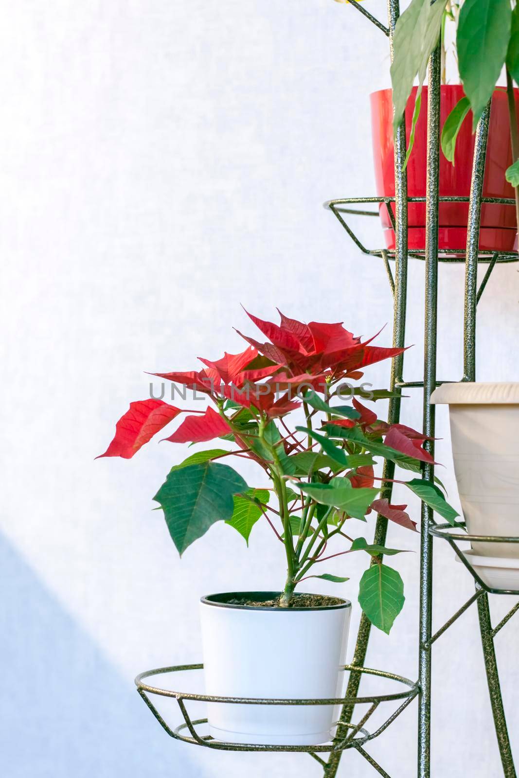 Pot with a home plant on a light background. A plant with red and green leaves. Poinsettia in a pot on a shelf.