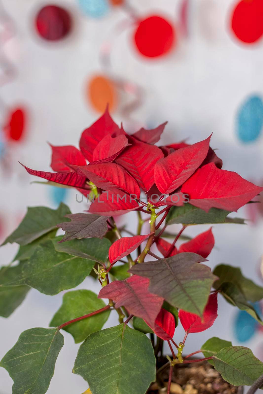 Pot with a home plant on a light background. A plant with red and green leaves. Poinsettia in a pot on a shelf.