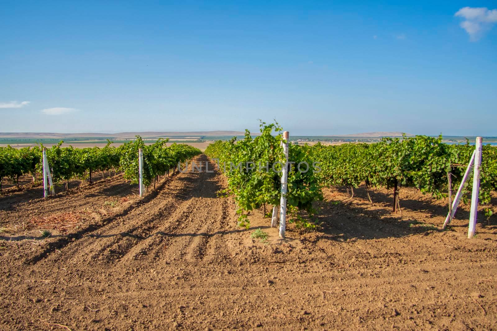 Landscape of vineyards. A field of young grapes. Landscape.