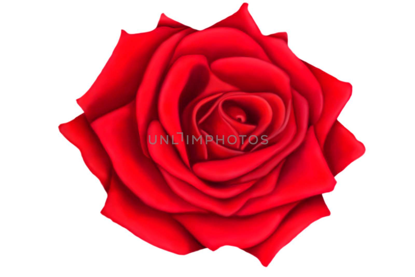 Illustration of a red rose on a white background. Make a Declaration of love. The concept of the Valentine's Day theme. Isolate.