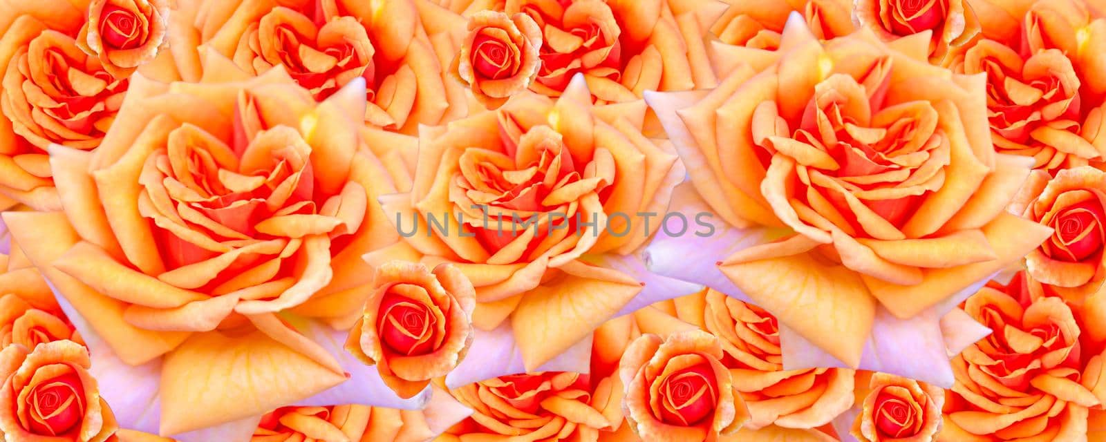 A banner with a spring concept. Yellow-orange roses. A postcard for a woman.