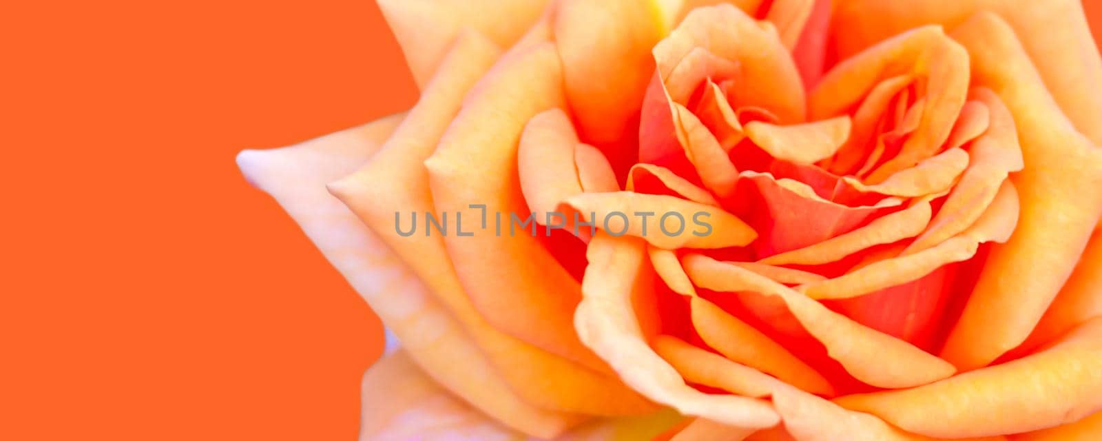 A banner with a spring concept. Yellow-orange roses. A postcard for a woman.