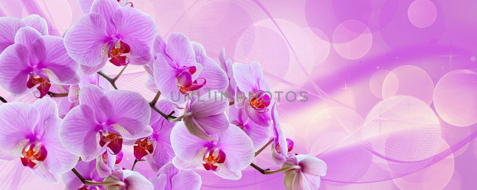 Delicate background with purple orchid flowers for postcards and graphic works. Banner, panorama with space for text. by Alina_Lebed