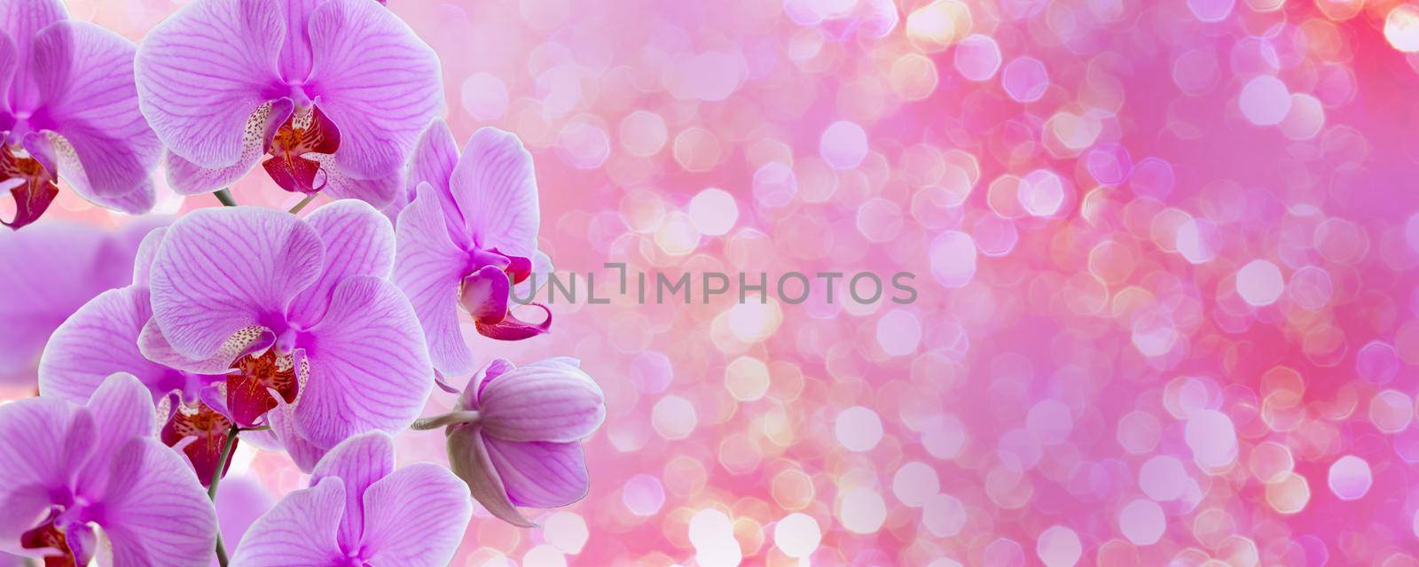 Delicate background with purple orchid flowers for postcards and graphic works. Banner, panorama with space for text.  by Alina_Lebed