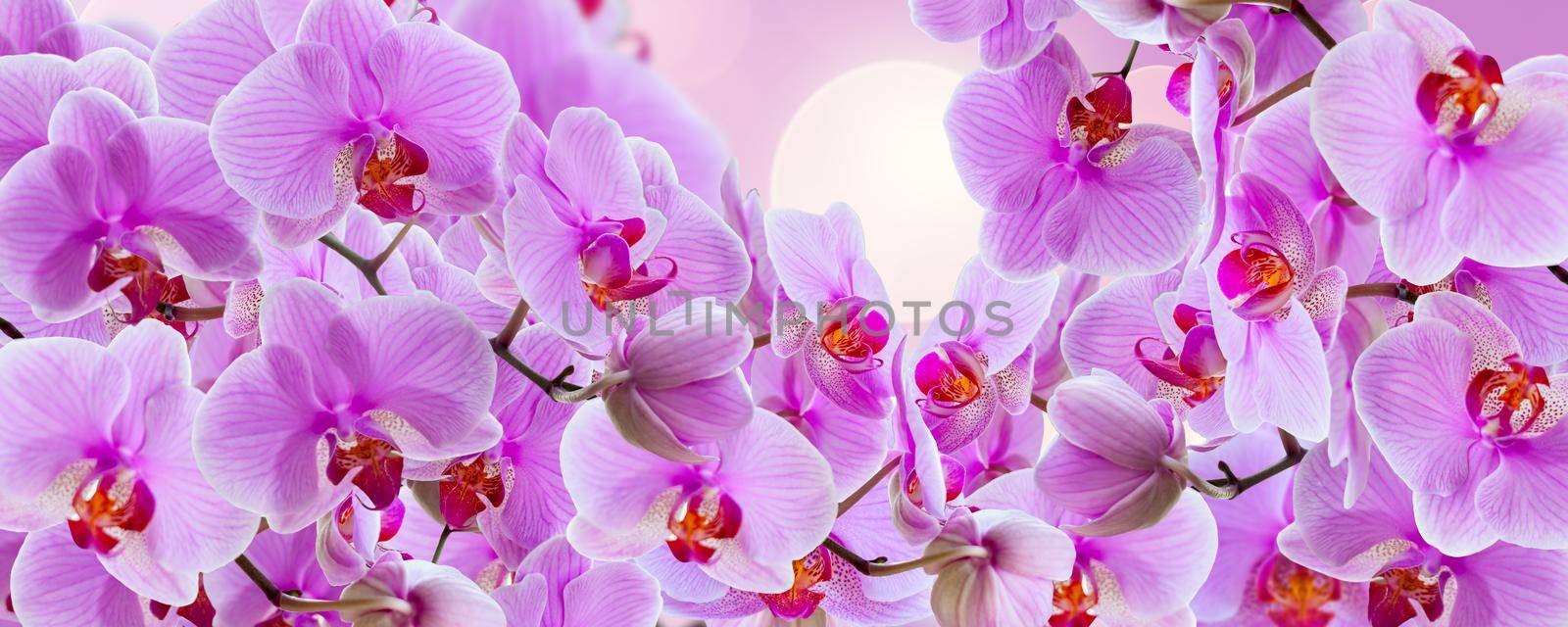 Delicate background with purple orchid flowers for postcards and graphic works. Banner, panorama with space for text.  by Alina_Lebed