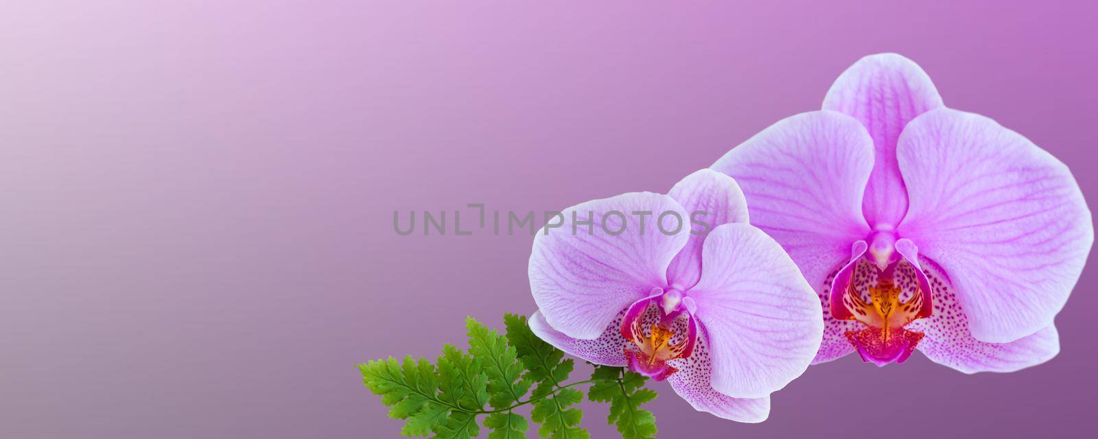 Delicate background with purple orchid flowers for postcards and graphic works. Banner, panorama with space for text. Background for the postcard. 