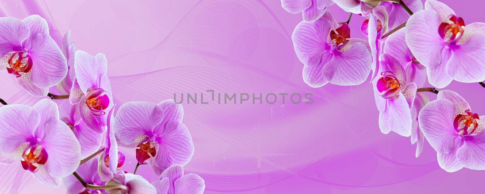 Delicate background with purple orchid flowers for postcards and graphic works. Banner, panorama with space for text. Background for the postcard.