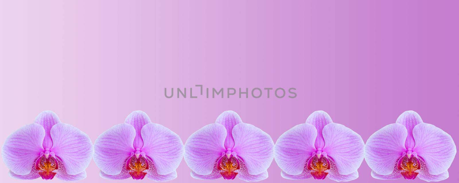 Delicate background with purple orchid flowers for postcards and graphic works. Banner, panorama with space for text. Background for the postcard. 