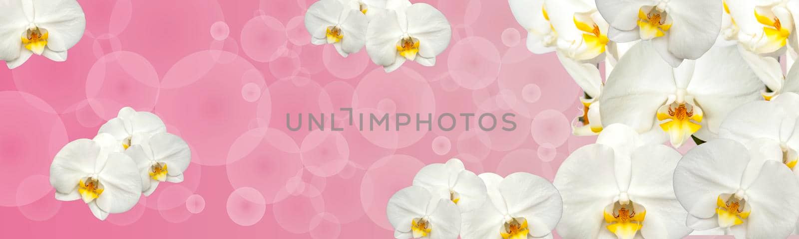 Large white Orchid flowers in the panoramic image. Panorama, a banner with space for text or insertion. White flowers on a pink background. Concept, layout. 
