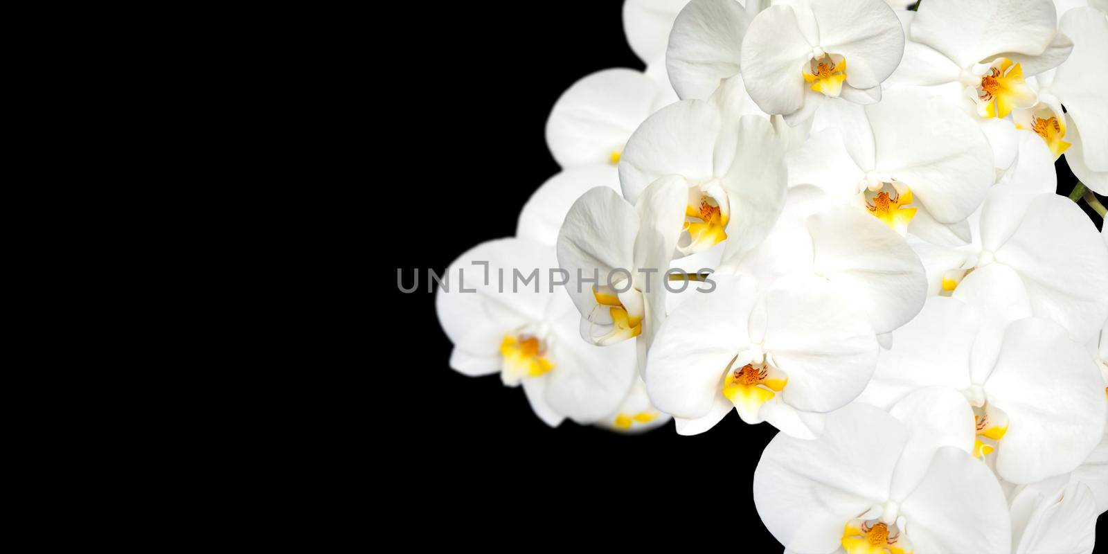 Large white Orchid flowers in the panoramic image. Panorama, a banner with space for text or insertion. White flowers on a black background. Concept, layout