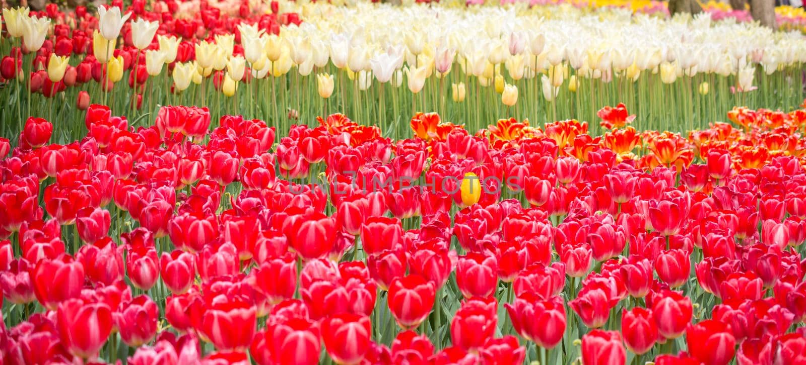 Colorful tulip flowers bloom in the garden by berkay