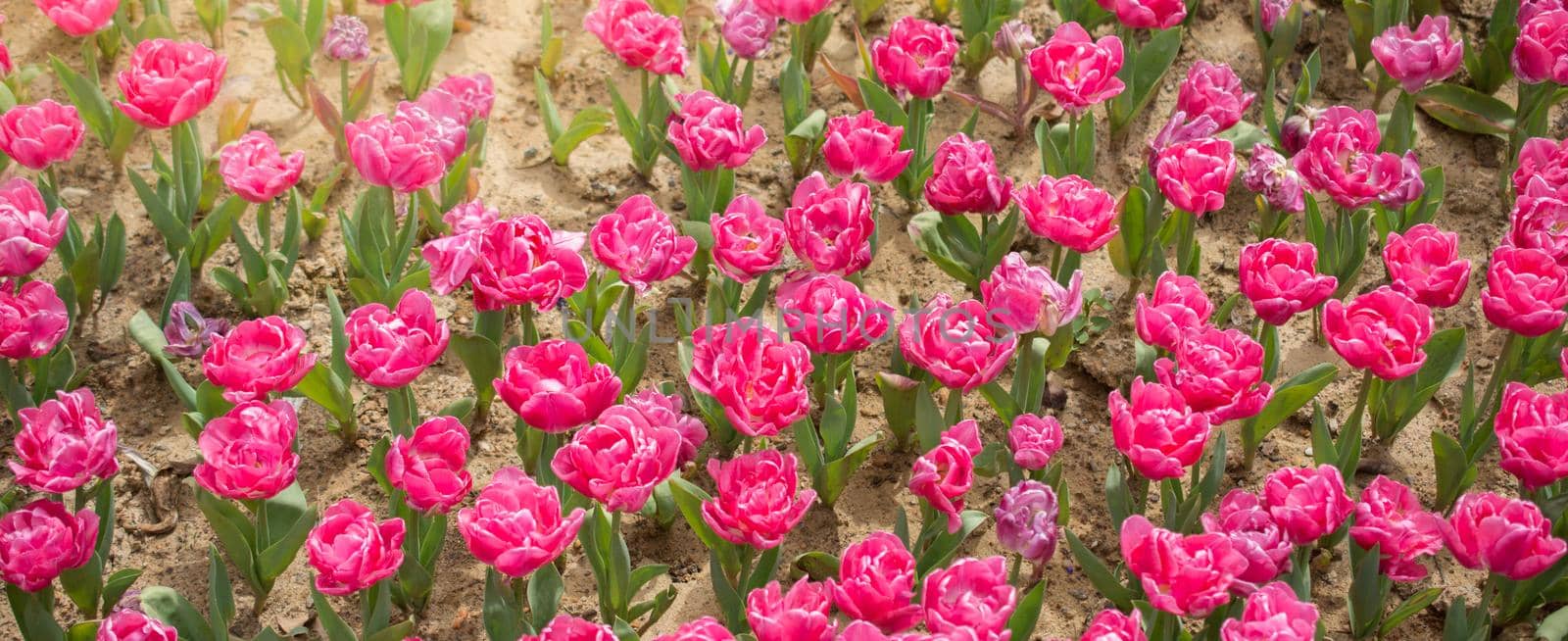 Colorful tulip flowers bloom in the garden by berkay