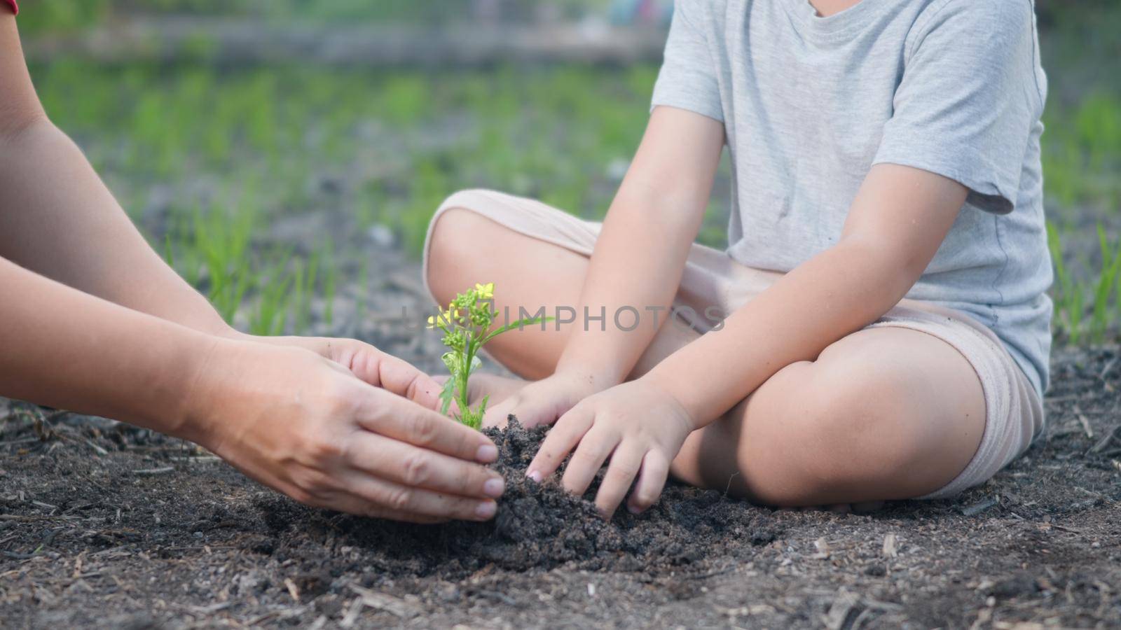 kid hand and parent planting growing a tree in soil on the garden together by Sorapop