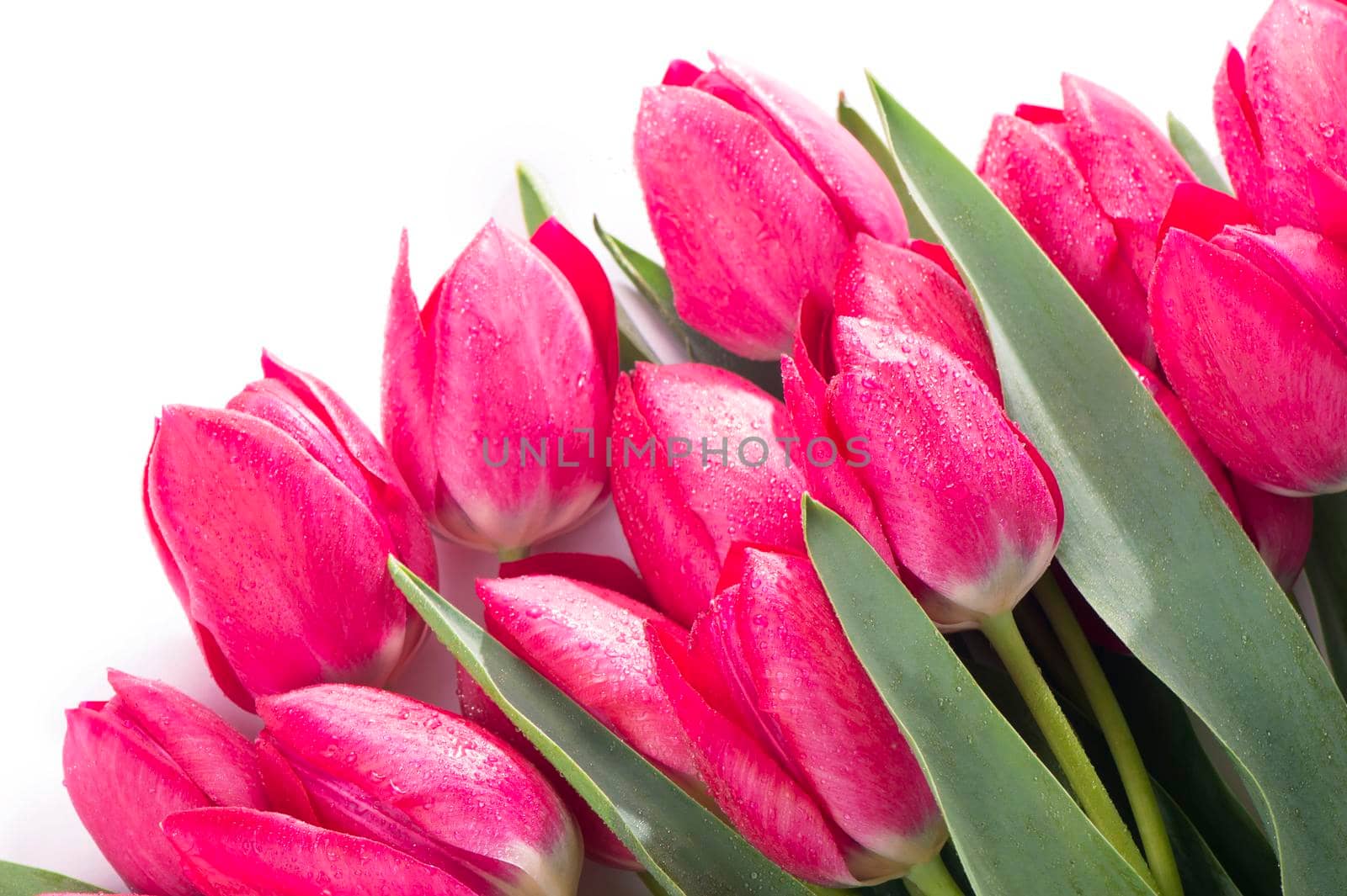 Pink tulips bouquet isolated on white background