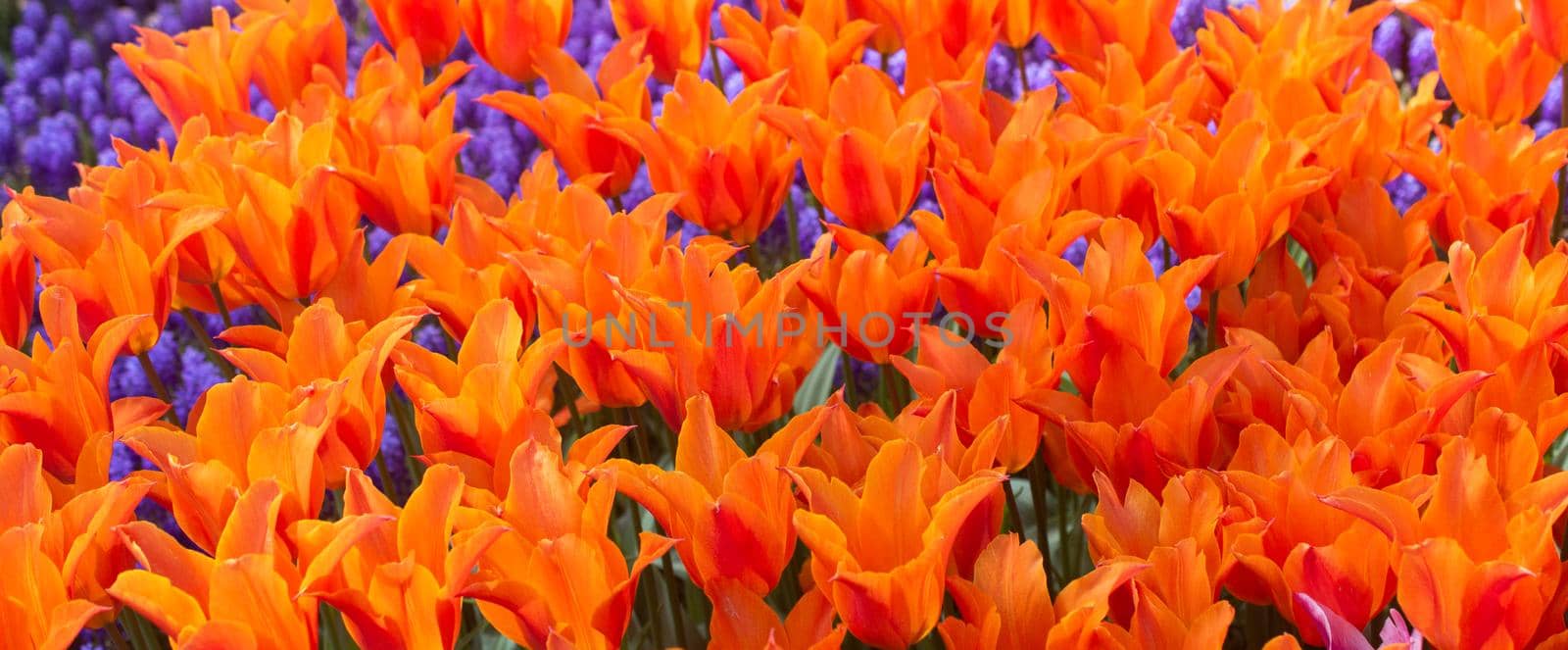 Blooming tulip flowers in spring as  floral background by berkay