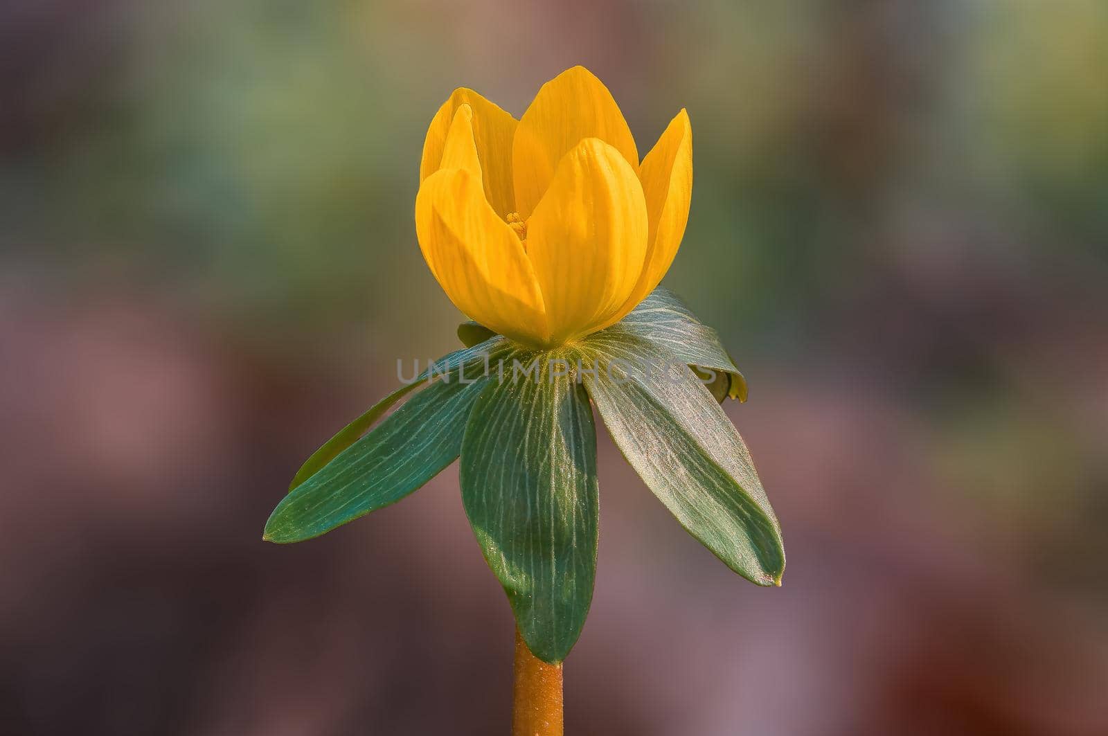 beautiful colorful spring flowers at the beginning of the year